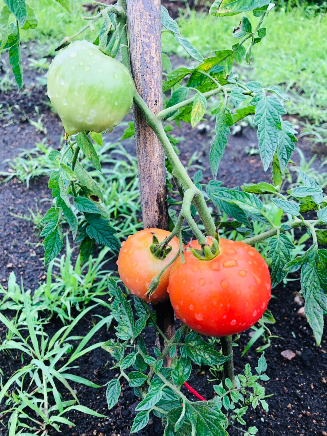 自宅の畑のトマト