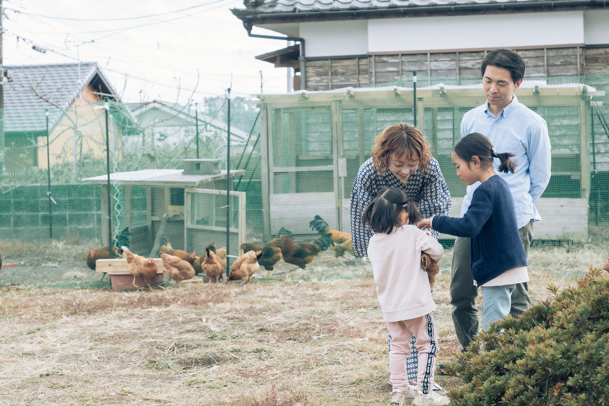 鶏たちの飼育は長女・文葉ちゃんが自分で調べ、姉妹ですべて行なっている